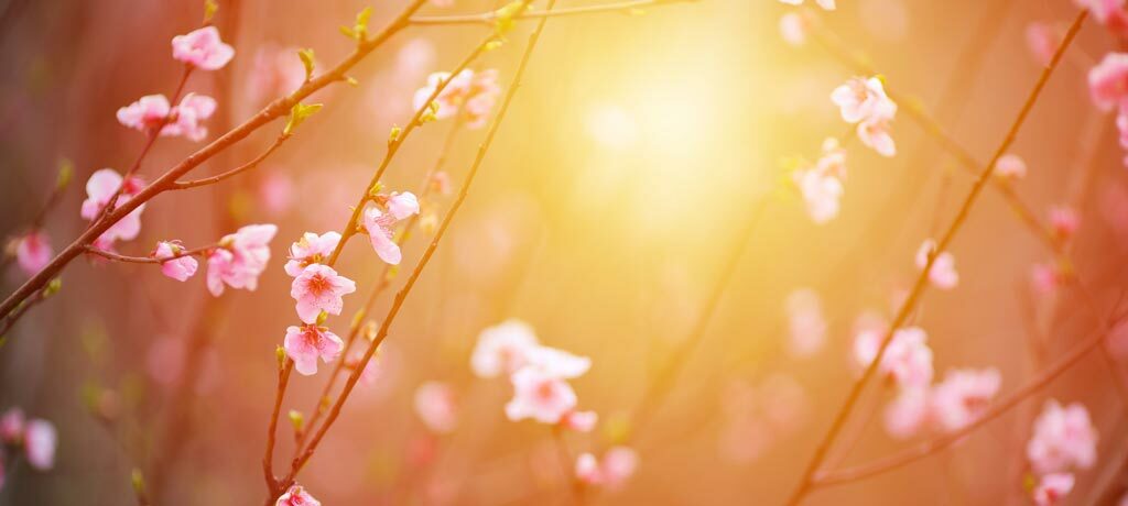 cherry blossom branches in golden sunlight