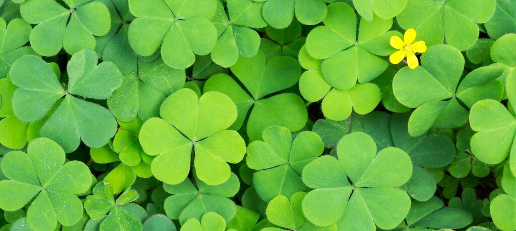 clovers