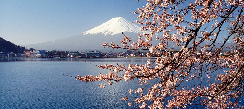 view of cherry blossom and mount fuji
