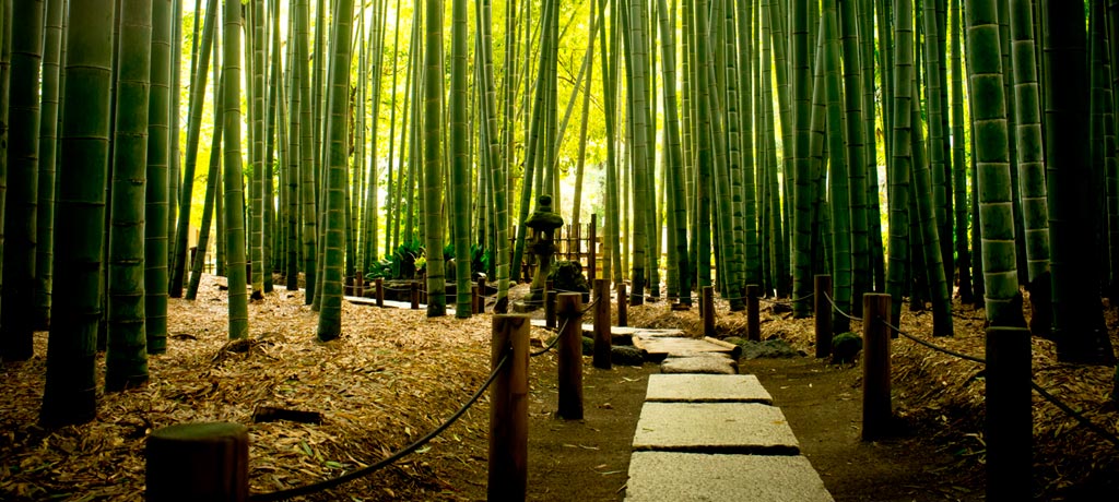 Stone pathway through bamboo forest