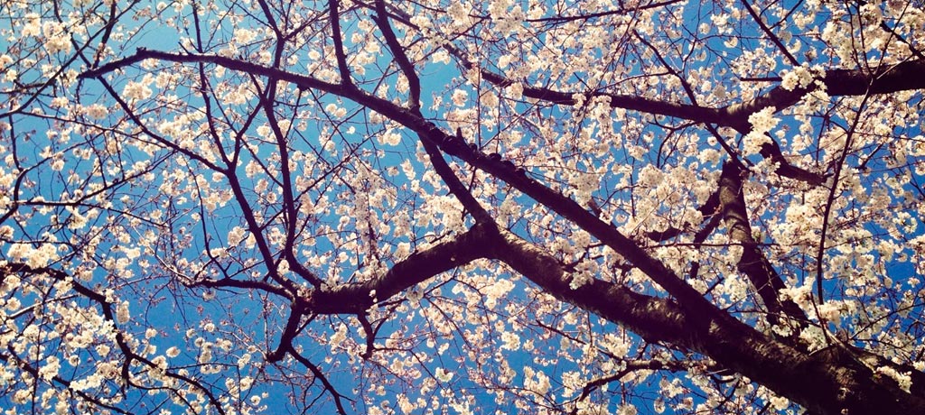 Cherry blossom trees