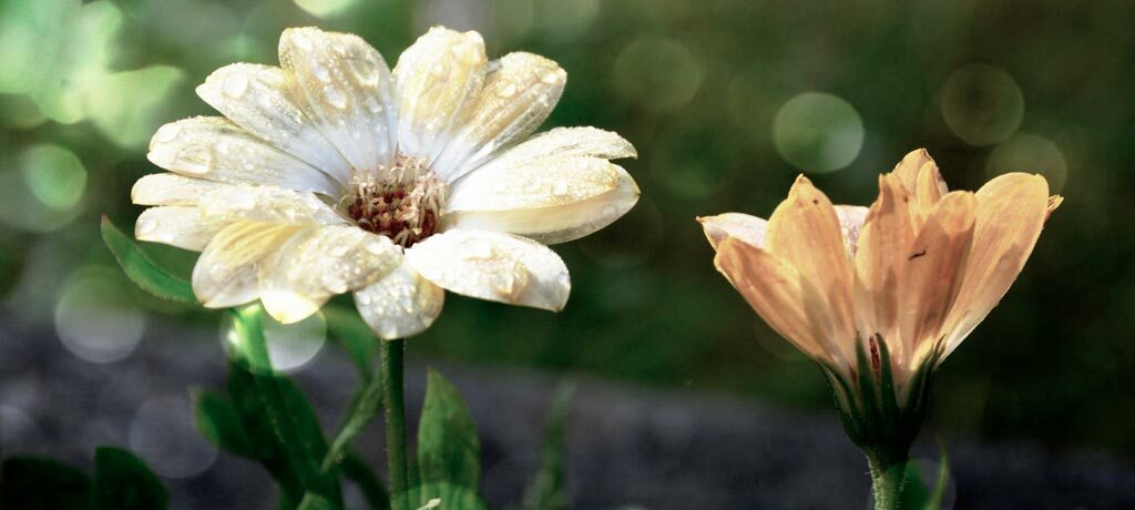 white and orange flowers